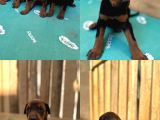 A Kalite Doberman Yavrularımız Rezerve Başlamıştır