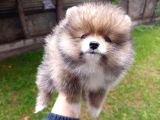 A Kalite Sıfır Beden Pomeranian Boo Ev Köpeği