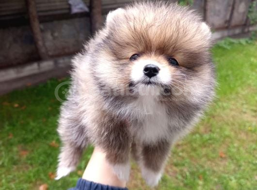 A Kalite Sıfır Beden Pomeranian Boo Ev Köpeği görsel