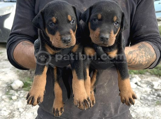 DOBERMAN YAVRULARI