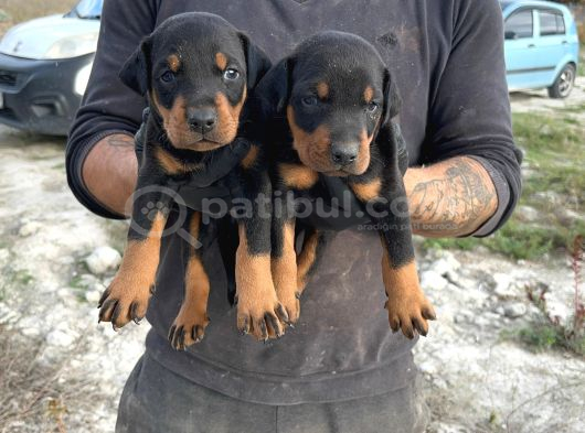 Doberman Yavrulari görsel