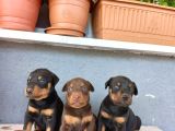A Kalite Doberman Yavrularımız Rezerve Başlamıştır