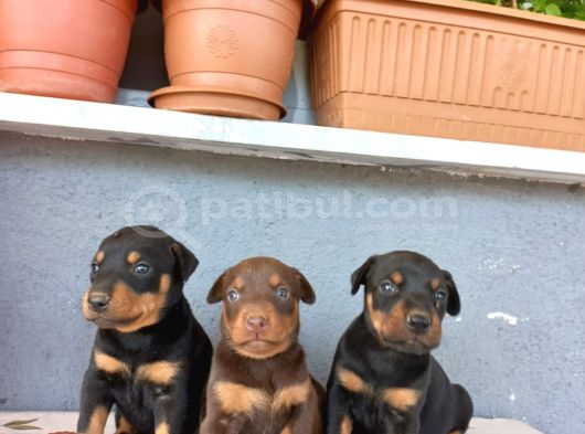 A Kalite Doberman Yavrularımız Rezerve Başlamıştır görsel
