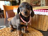 Birbirinden Özel Dachshund Yavrularımız
