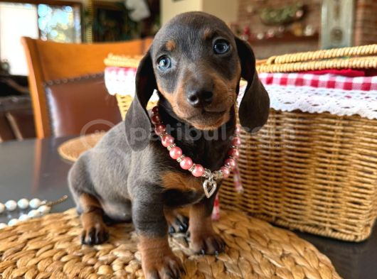 Birbirinden Özel Dachshund Yavrularımız görsel