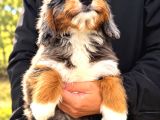 Türki̇yede Tek Mavi̇ Gözlü Bernedoodle Yavrulari