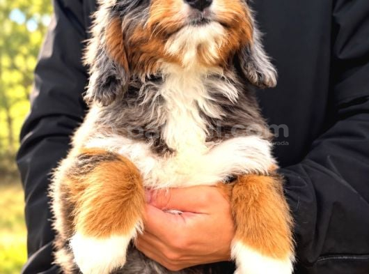 Türki̇yede Tek Mavi̇ Gözlü Bernedoodle Yavrulari görsel