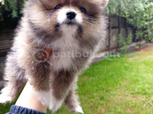 A kalite sıfır beden pomeranian boo ev köpeği