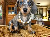 Birbirinden Özel Dachshund Yavrularımız