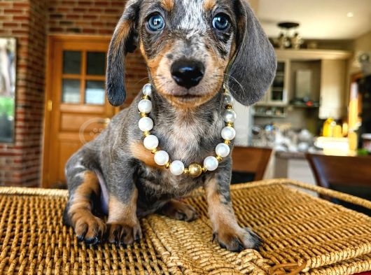 Birbirinden Özel Dachshund Yavrularımız görsel