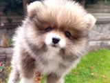 A Kalite Sıfır Beden Pomeranian Boo Ev Köpeği