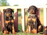 A Kalite Doberman Yavrularımız Rezerve Başlamıştır