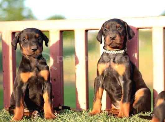 A kalite doberman yavrularımız rezerve başlamıştır