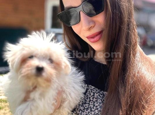 Maltese Terrier Yavruları görsel