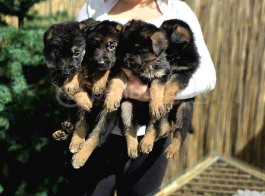 A Secere Belgeli Federasyondan Alman Kurdu Yavrular görsel