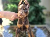 En Iyisini Arayana Kızıl Ve Siyah Doberman Yavrular