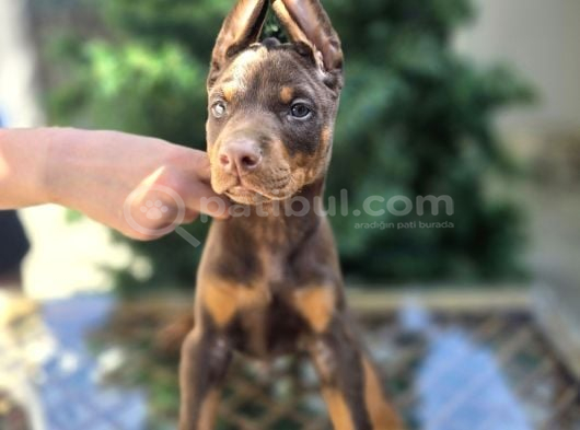 En Iyisini Arayana Kızıl Ve Siyah Doberman Yavrular görsel