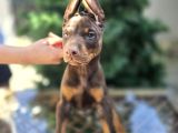 En Iyisini Arayana Kızıl Ve Siyah Doberman Yavrular