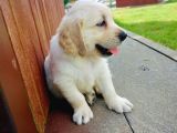 Golden Retriever Yavruları