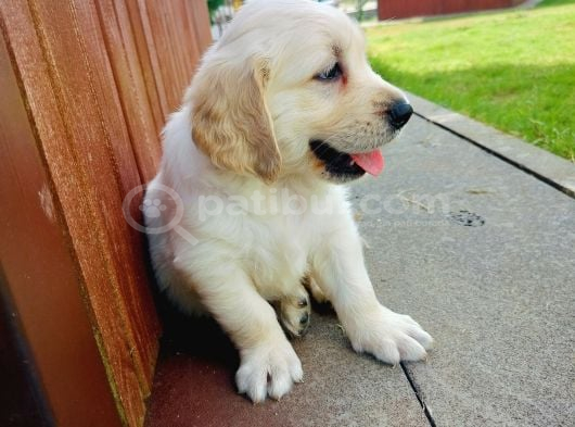 Golden Retriever Yavruları görsel