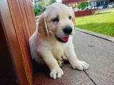 Golden Retriever Yavruları