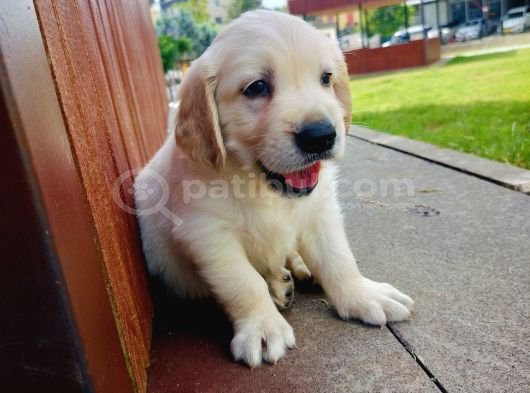 Golden retriever yavruları