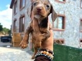 Dachshund Yavrularımız Eşsiz Güzellikler