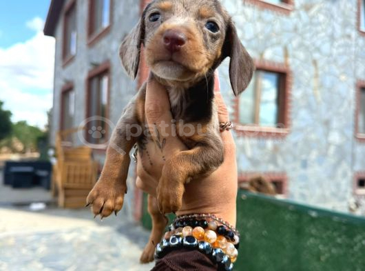 Dachshund Yavrularımız Eşsiz Güzellikler görsel