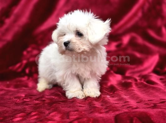 Maltese Terrier Yavruları görsel