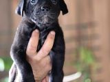 Cane Corso Yavruları