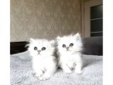 long silver bebekler
