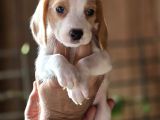 Safkan Beagle Yavruları