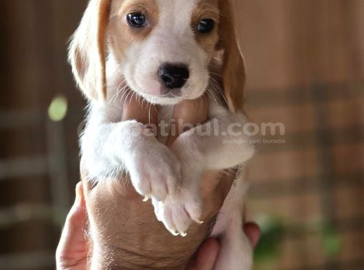 Safkan Beagle Yavruları görsel