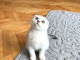 Silver Tabby Scottish Fold İstanbul