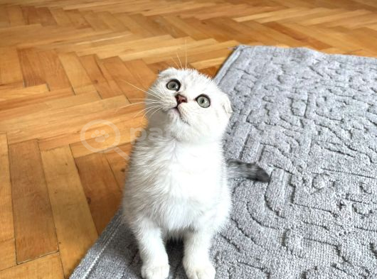 Silver Tabby Scottish Fold İstanbul görsel