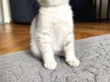Silver Tabby Scottish Fold İstanbul