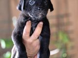 Cane Corso Yavruları
