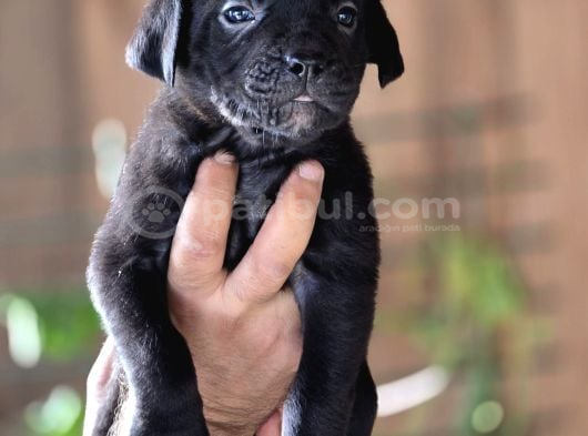 Cane Corso Yavruları görsel
