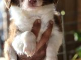 Border Collie Yavruları