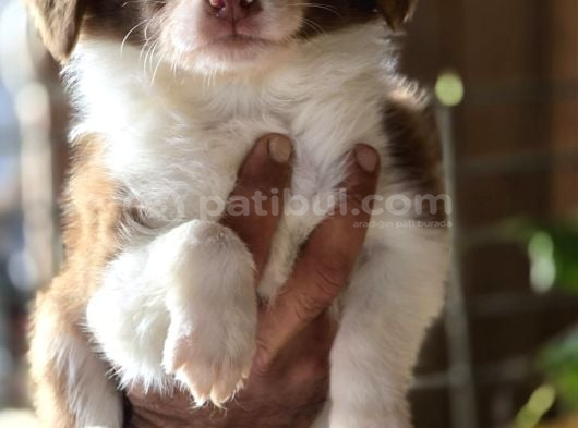 Border Collie Yavruları görsel