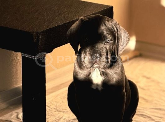 Harika Anatomi ırk Garantilli Cane Corso Yavrular