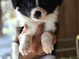 Border Collie Yavruları