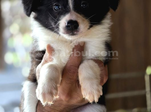Border Collie Yavruları görsel