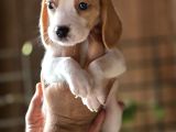 Safkan Beagle Yavruları