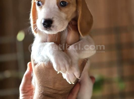 Safkan Beagle Yavruları görsel