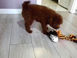4 Aylık Çogu Aşısı Tamamlanmıs Erkek Toy Poodle
