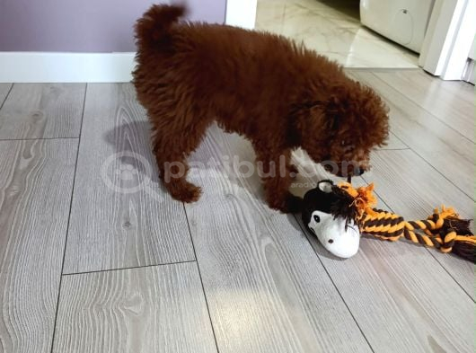 4 Aylık Çogu Aşısı Tamamlanmıs Erkek Toy Poodle görsel