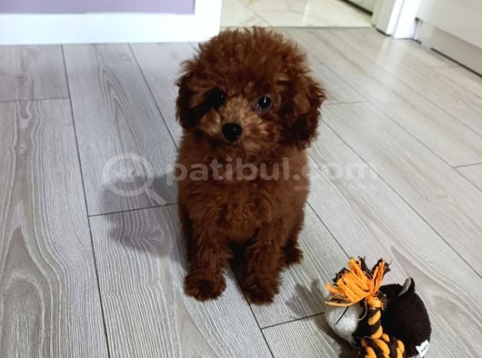 4 Aylık Çogu Aşısı Tamamlanmıs Erkek Toy Poodle görsel