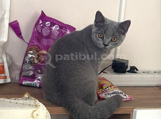 3 Aylık Yavru Kedi görsel