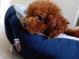 4 Aylık Çogu Aşısı Tamamlanmıs Erkek Toy Poodle